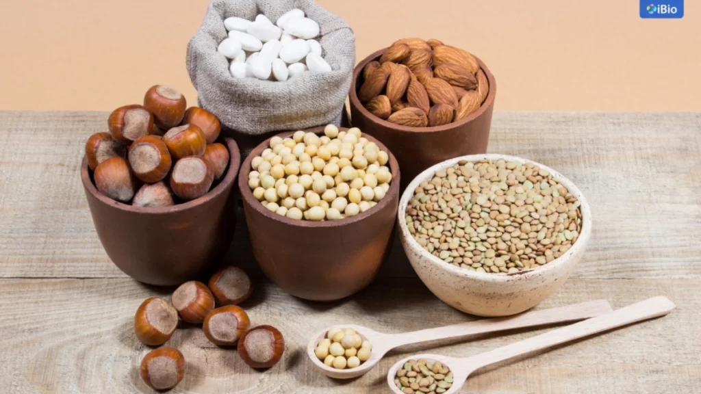 popular-plant-based-protein-sources