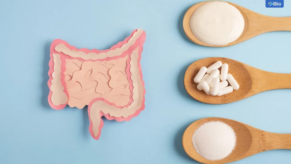 the-important-role-of-probiotics-in-gut-health-and-overall-health